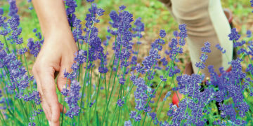 Εχθροί και ασθένειες των αρωματικών φυτών