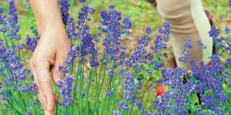 Εχθροί και ασθένειες των αρωματικών φυτών