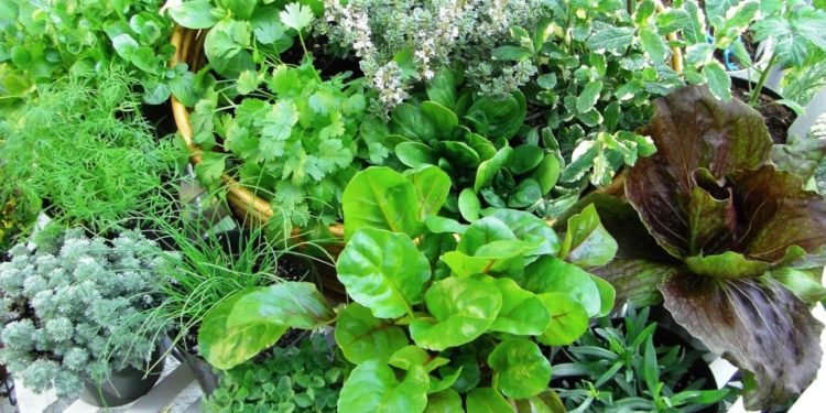 Αρωματικά φυτά και βότανα στο μπαλκόνι