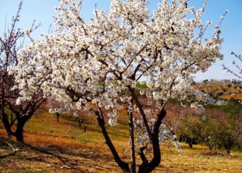 Αμυγδαλιά: Μια καλλιέργεια που κερδίζει διαρκώς «έδαφος»