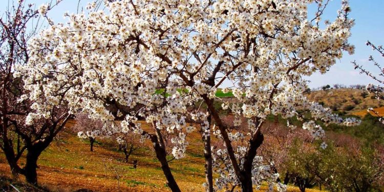 Αμυγδαλιά: Μια καλλιέργεια που κερδίζει διαρκώς «έδαφος»