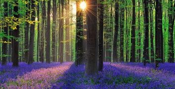 Επιπλέον κυρωμένοι δασικοί χάρτες στην Ελλάδα