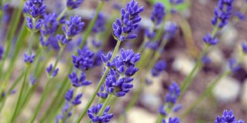 Λεβάντα γενικές πληροφορίες