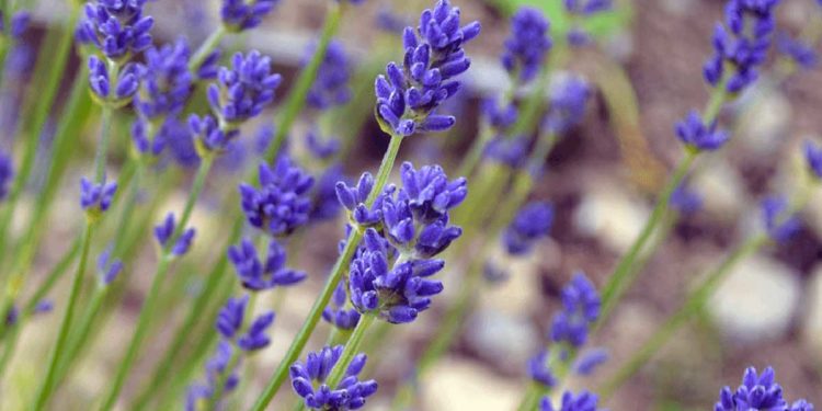 Λεβάντα γενικές πληροφορίες