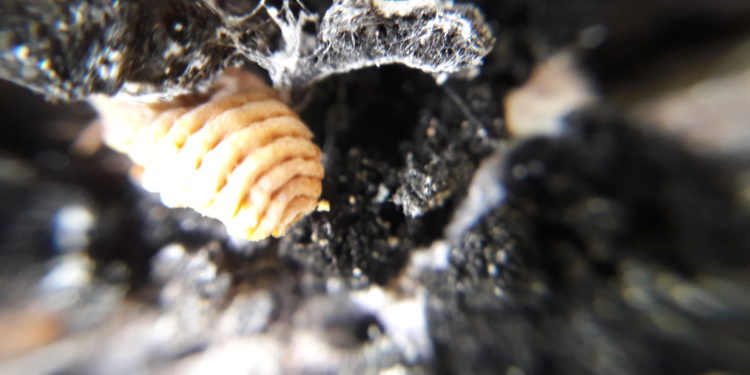 Ποιο είναι το έντομο της Ελλάδας που απειλεί τα δέντρα της Αυστραλίας