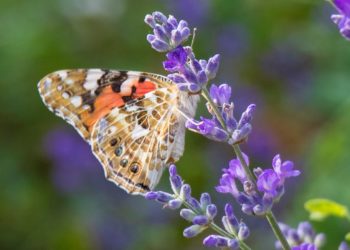 Νέα  παράταση στο υπομέτρο 6.3 «Ανάπτυξη μικρών γεωργικών εκμεταλλεύσεων»