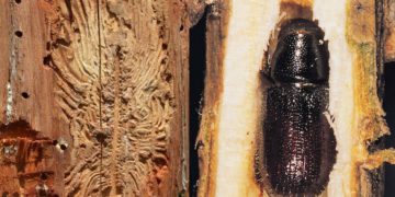 Υλοποιείται ευρύ πρόγραμμα εξάλειψης της προσβολής από το φλοιοφάγο έντομο γύρω από τη Θεσσαλονίκη