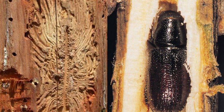 Υλοποιείται ευρύ πρόγραμμα εξάλειψης της προσβολής από το φλοιοφάγο έντομο γύρω από τη Θεσσαλονίκη