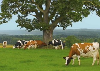 354 δικαιούχοι για Βιολογική Κτηνοτροφία