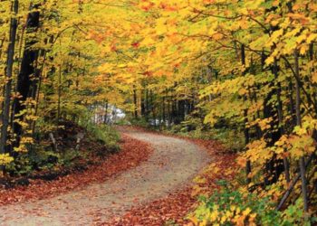 Παράταση δασικών χαρτών