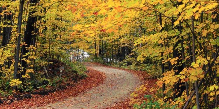 Παράταση δασικών χαρτών