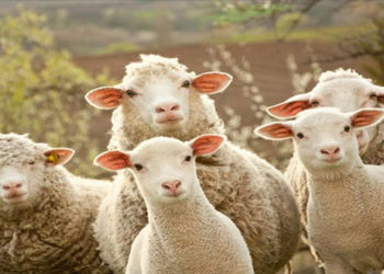 Καθορίστηκε το ύψος της συνδεδεμένης ενίσχυσης  για τα ειδικά δικαιώματα των κτηνοτρόφων