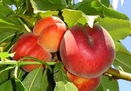 Δέσμη μέτρων για την αγορά επιτραπέζιου ροδάκινου και νεκταρινιών