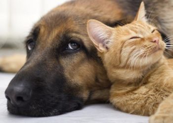 Χρηματοδότηση Δήμων για τα αδέσποτα ζώα