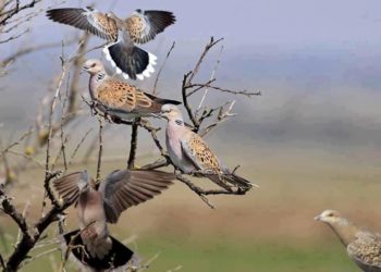 Οι αποφάσεις για τη θήρα για το κυνηγετικό έτος 2019-2020