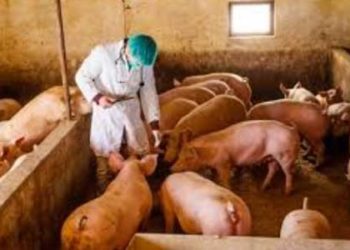 Αφρικανική Πανώλη των Χοίρων και προσλήψεις..