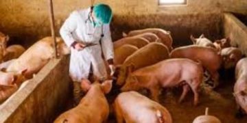 Αφρικανική Πανώλη των Χοίρων και προσλήψεις..