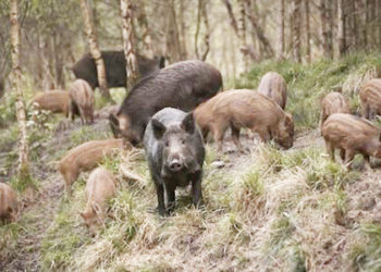 Άμεσα μέτρα από το Υπουργείο Περιβάλλοντος για την Αφρικανική πανώλη των χοίρων