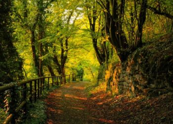 Παράταση στην προθεσμία προσαρμογής  των Δασικών Συνεταιριστικών Οργανώσεων