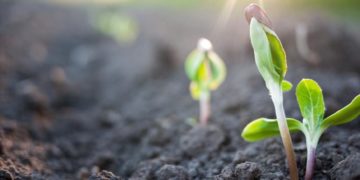 Υπομέτρο 6.3: 70 εκατομμύρια ευρώ για 5.000 μικροκαλλιεργητές σε ολόκληρη τη χώρα