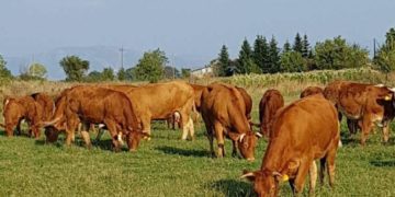 «Ελληνική Κόκκινη Φυλή Καστοριάς – Κρυσταλλοπηγής (Πρόγραμμα 10.2.1). Δύο χρόνια μετά»