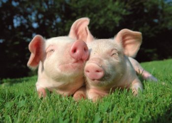 Αύξηση παρατηρείται στην τιμή του χοιρινού σε όλη την Ε.Ε.