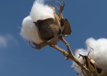 Έλεγχοι του ΟΠΕΚΕΠΕ για το φαινόμενο των ψευδών δηλώσεων για το βαμβάκι