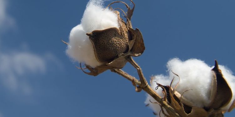 Έλεγχοι του ΟΠΕΚΕΠΕ για το φαινόμενο των ψευδών δηλώσεων για το βαμβάκι