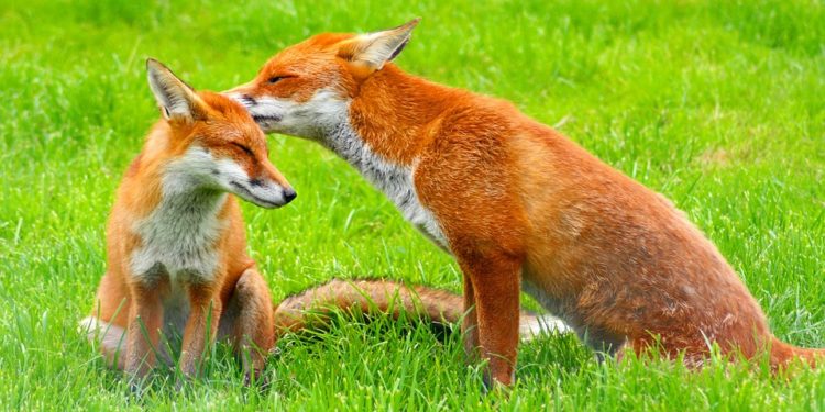 Πρόγραμμα Καταπολέμησης και Επιτήρησης της Λύσσας