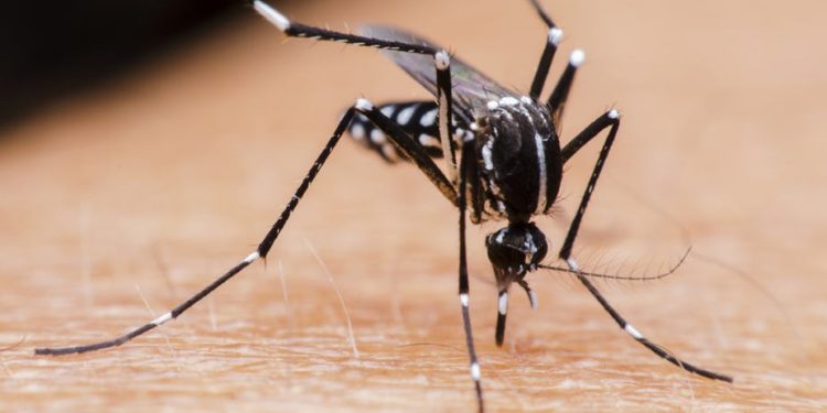 Συμβουλές προφύλαξης από τα κουνούπια
