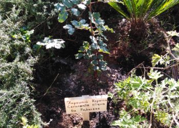 Ο ΚΗΠΟΣ ΤΗΣ ΑΓΙΑΣ ΓΡΑΦΗΣ: Απο τη Χάλκη , στο Κτήμα Συγγρού, με συμμετοχή των μαθητών