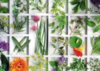 2η Έκθεση – Συνέδριο Αρωματικών και Φαρμακευτικών Φυτών και Μανιταριών