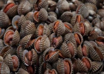 2.093kg όστρακα κατασχέθηκαν από την Λιμενική Αρχή Καβάλας