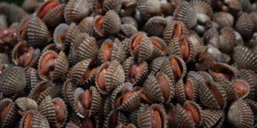 2.093kg όστρακα κατασχέθηκαν από την Λιμενική Αρχή Καβάλας