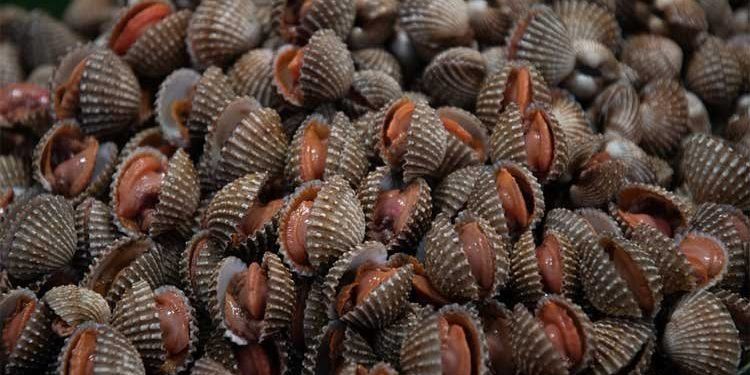 2.093kg όστρακα κατασχέθηκαν από την Λιμενική Αρχή Καβάλας