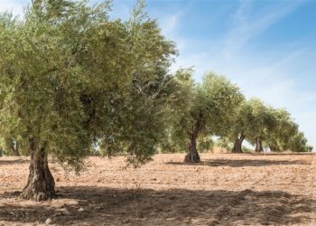 Οι μεγάλες δυσκολίες των ελαιοκαλλιεργητών της Ελλάδας τονίστηκαν από τον ΥΠΑΑΤ