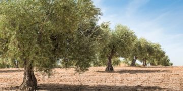 Οι μεγάλες δυσκολίες των ελαιοκαλλιεργητών της Ελλάδας τονίστηκαν από τον ΥΠΑΑΤ