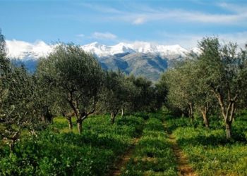 Δέσμευση Βορίδη για τον μη διπλασιασμό των αγροτικών ασφαλιστικών εισφορών