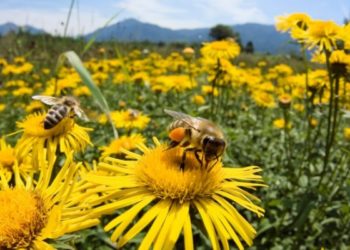 Σεμινάριο Μελισσοκομίας την Τετάρτη στην Κοζάνη