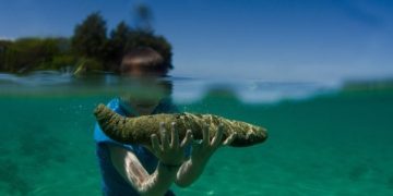 31.288 τεμάχια ολοθούρια (800kg) κατασχέθηκαν από το Λιμενικό Λευκάδας