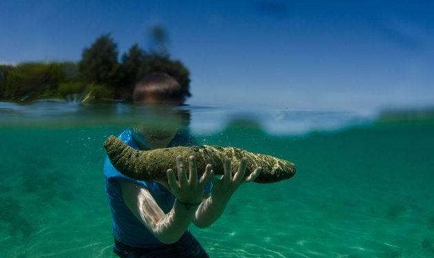 31.288 τεμάχια ολοθούρια (800kg) κατασχέθηκαν από το Λιμενικό Λευκάδας