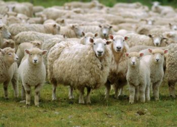 ΟΠΕΚΕΠΕ: Ολοκλήρωση  προβλεπόμενων διαδικασιών ετήσιας απογραφής του ζωικού κεφαλαίου