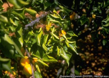Παρουσία του επιβλαβούς οργανισμού Apricot cholotic leafroll mycoplasma στην Ελλάδα