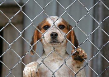 600.000 ευρώ για τη βελτίωση καταφυγίων αδέσποτων ζώων σε δήμους