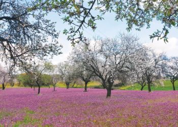 Ενισχύσεις de minimis ύψους 19.255.000 ευρώ σε ροδάκινα, νεκταρίνια, αμύγδαλα και καπνό
