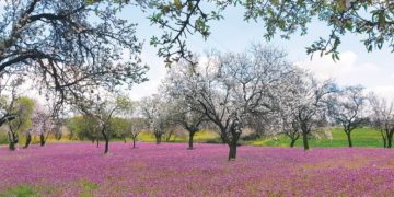 Ενισχύσεις de minimis ύψους 19.255.000 ευρώ σε ροδάκινα, νεκταρίνια, αμύγδαλα και καπνό