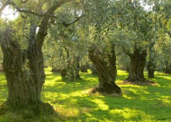 Μάκης Βορίδης: Άμεση λύση στα προβλήματα των ελαιοπαραγωγών της Κρήτης
