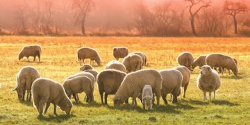 Αποζημίωση κτηνοτρόφων ύψους 1.813.719€ στην Περιφέρεια Θεσσαλίας