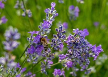 Υπομέτρο 6.3 «Ανάπτυξη μικρών γεωργικών εκμεταλλεύσεων»