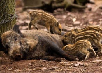 Λήξη περιόδου κυνηγιού αγριόχοιρου